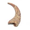 Replica Dinosaur Claws Teeth Collection Jurassic Jacks Fossil Shack