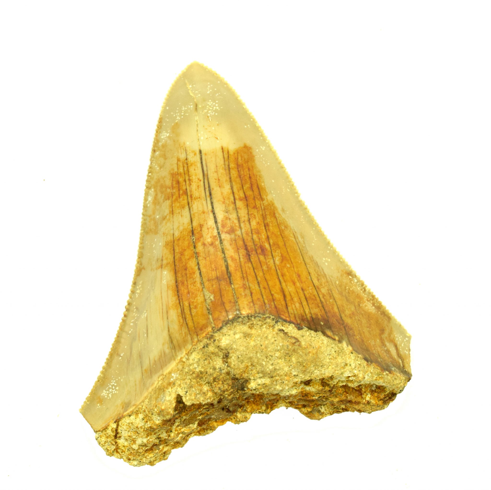 Whole Megalodon Tooth Jurassic Jacks Fossil Shack