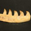 mosasaur_jaw_bone_peice_4_teeth_jurassic_jacks_blog