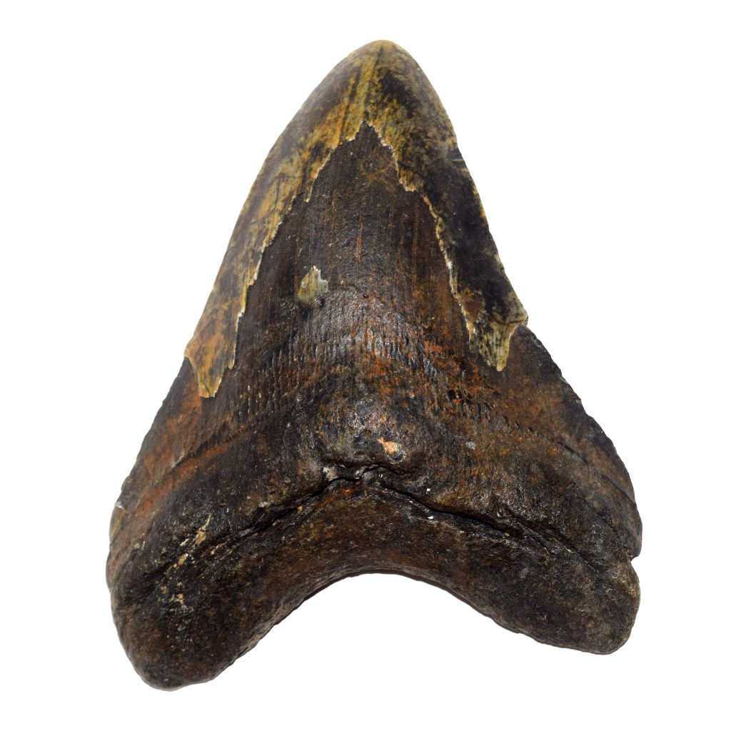 Whole Megalodon Tooth – Jurassic Jacks Fossil Shack