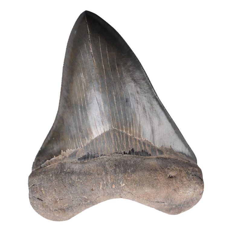 Megalodon Teeth For Sale – Jurassic Jacks Fossil Shack