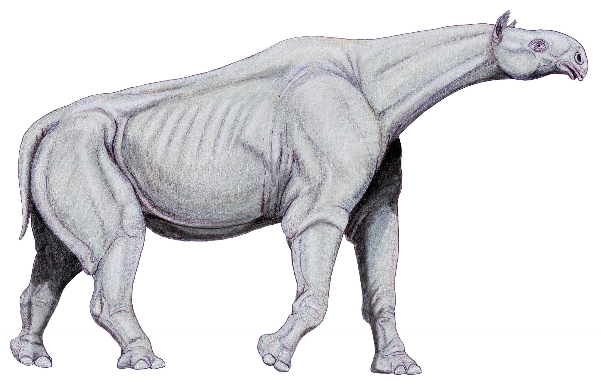 Paraceratherium Delux Model – Jurassic Jacks Fossil Shack